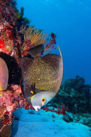 Colorful tropical fish swimming over coral reef in Cancun, Mexico