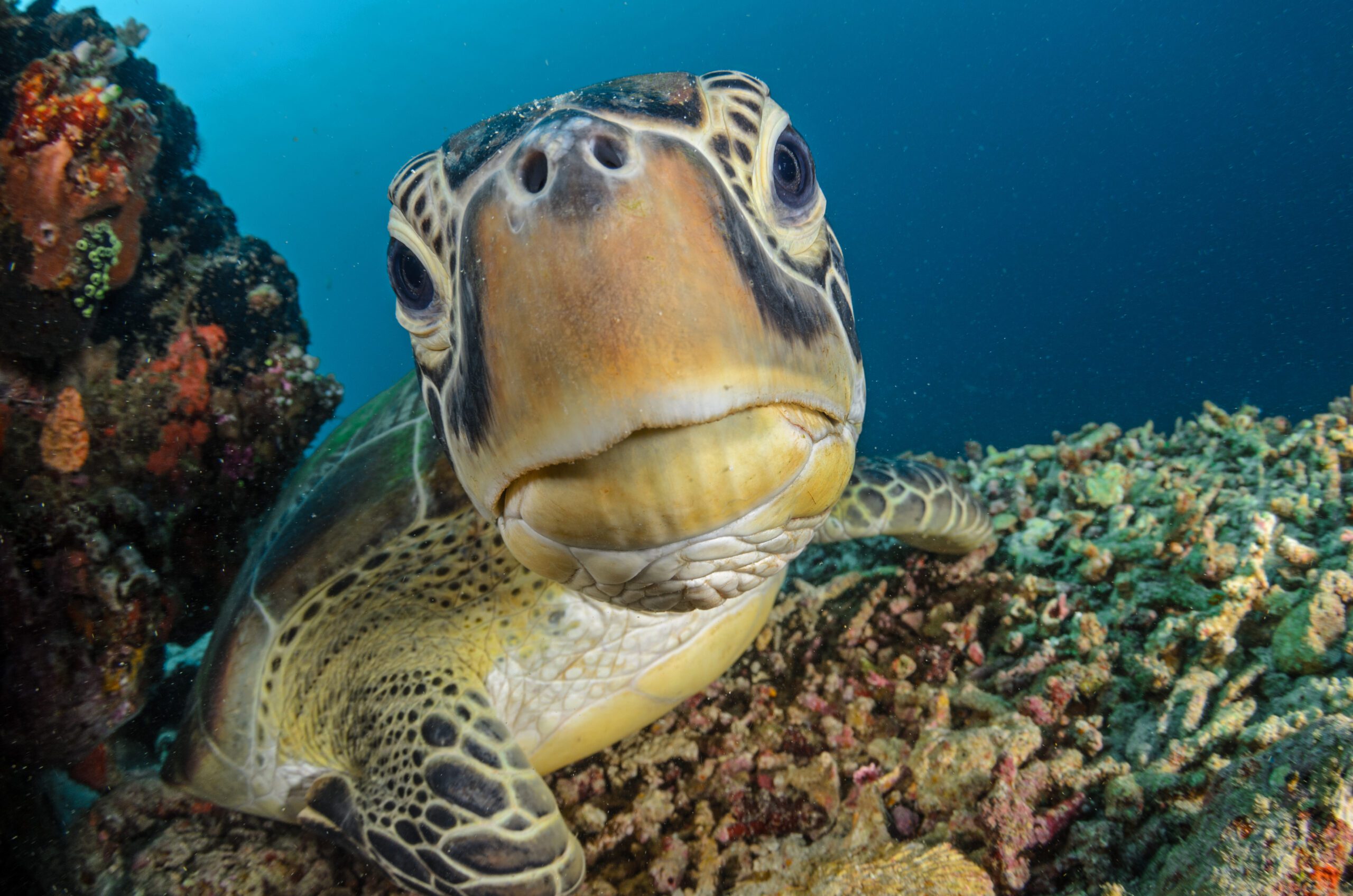 alt="Sea turtle swimming over a coral reef in Cancun, seen during a guided dive with Vision Oceanos"