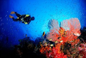 Two Tank Dives For Certified Divers