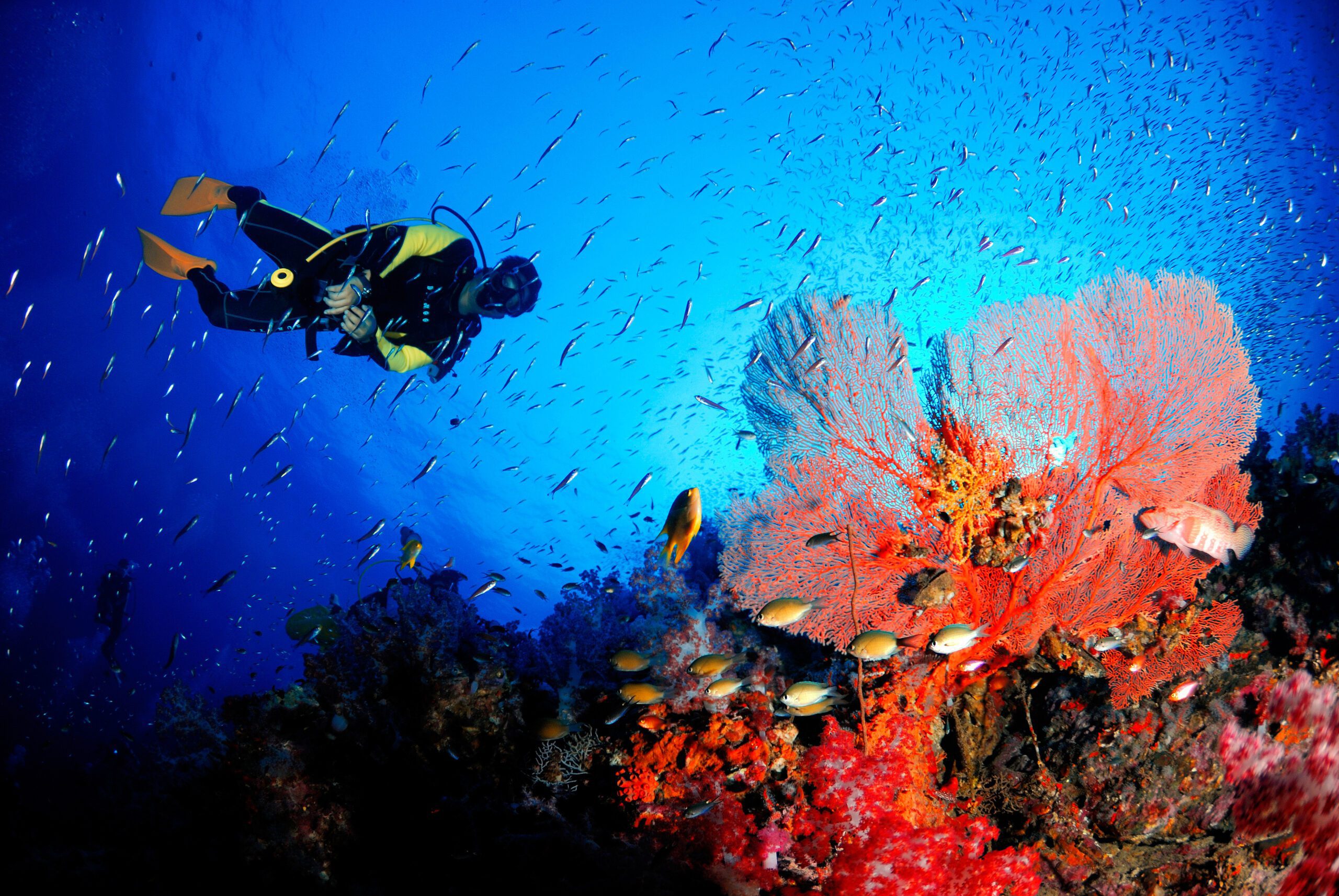 Certified scuba divers exploring colorful coral reefs in Cancun with Vision Oceanos SSI Dive Center.