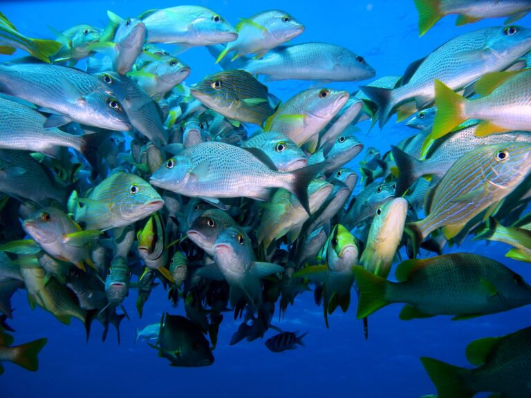 School of colorful tropical fish facing the camera with vivid colors and flash lighting during a scuba dive in Cancun