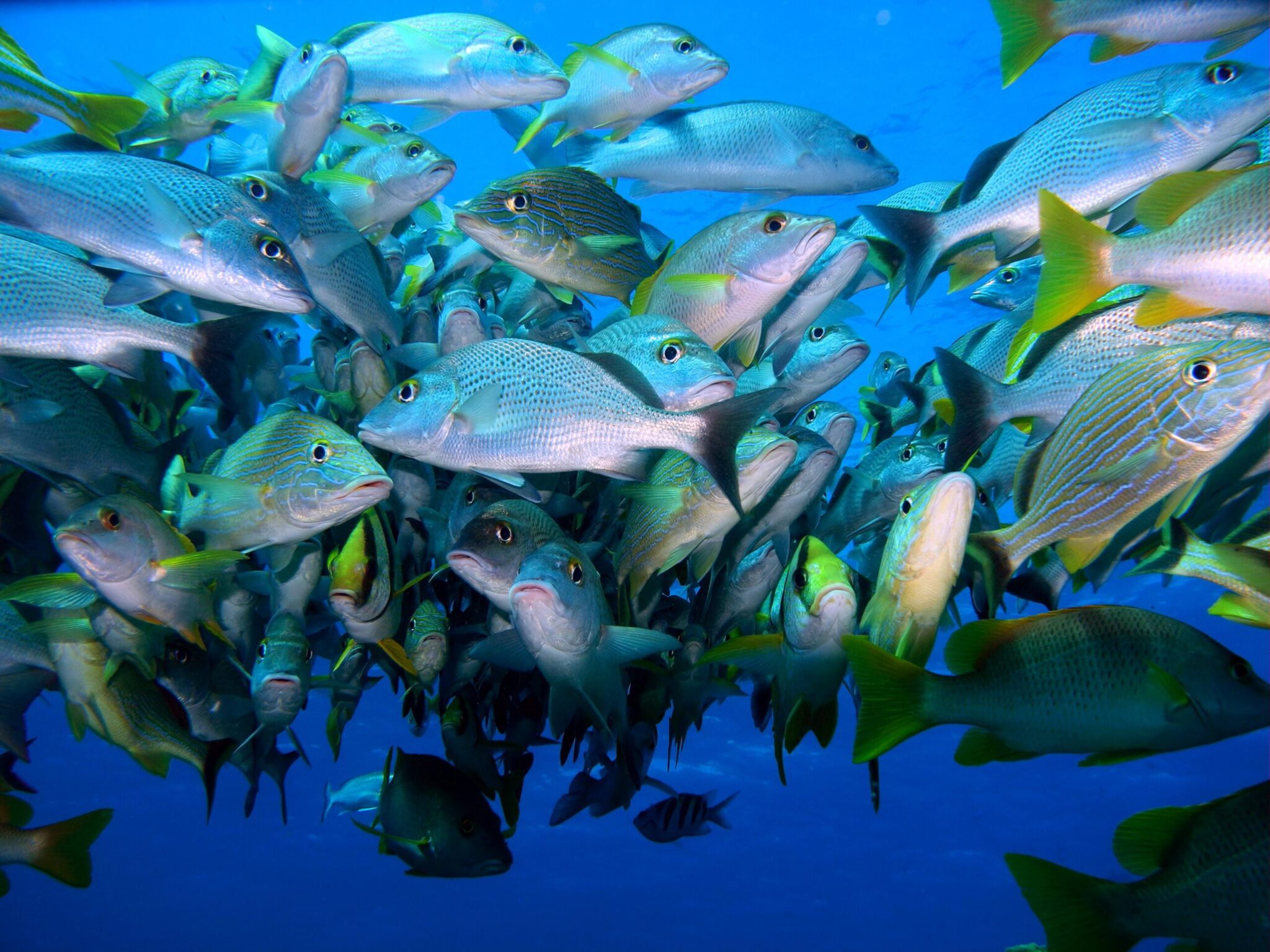 School of colorful tropical fish facing the camera with vivid colors and flash lighting during a scuba dive in Cancun