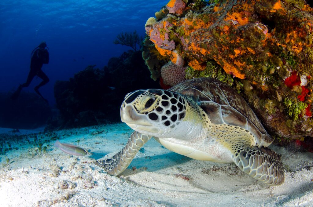 Sea turtle resting on the ocean floor with a scuba diver — Vision Oceanos dive experiences