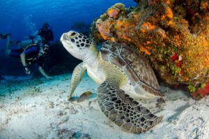 Green sea turtle and scuba divers over a colorful coral reef in Cozumel — Vision Oceanos diving
