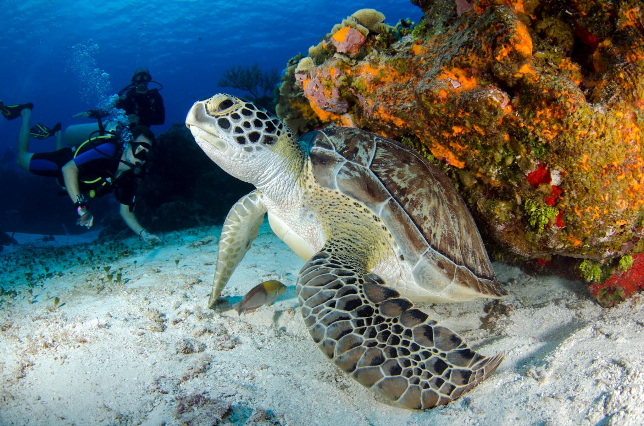Explore the vibrant marine life with scuba divers and a sea turtle on a colorful coral reef.