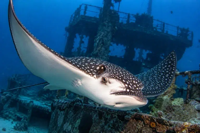 Spotted eagle ray swimming over a shipwreck in Cancún